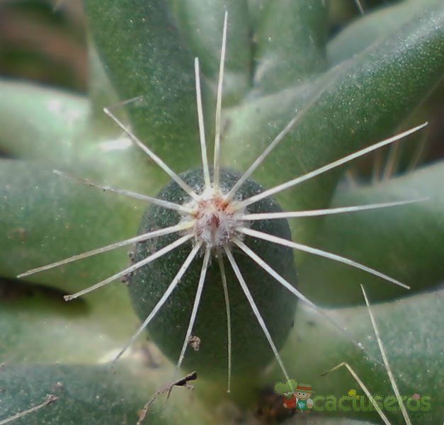 Una foto de Mammillaria sphaerica