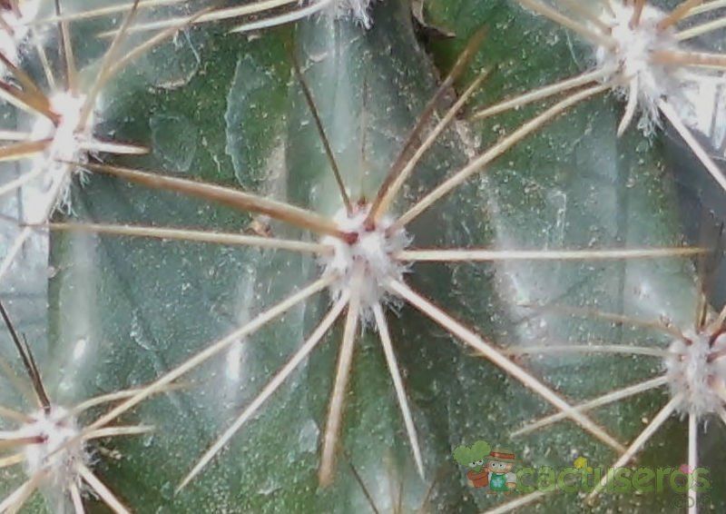 A photo of Carnegiea gigantea