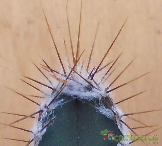 A photo of Cereus hildmannianus