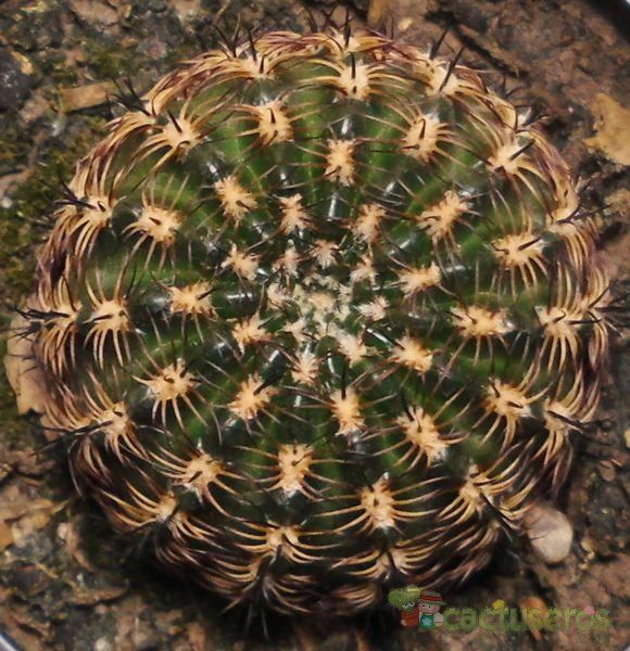 Una foto de Echinopsis tiegeliana