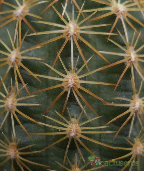 A photo of Echinocereus chloranthus