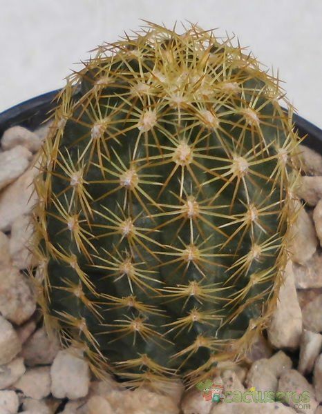 A photo of Echinocereus chloranthus