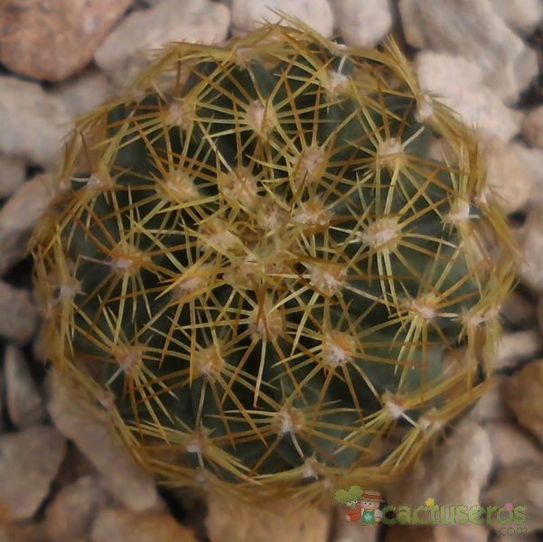 A photo of Echinocereus chloranthus