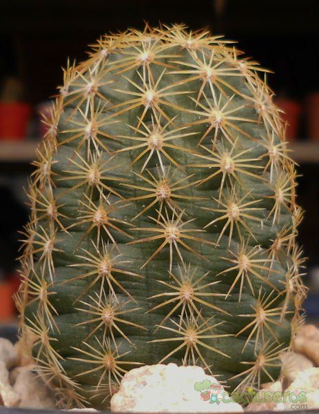 A photo of Echinocereus chloranthus