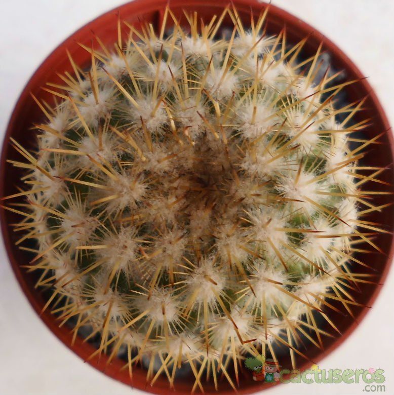 Una foto de Mammillaria columbiana ssp. yucatanensis