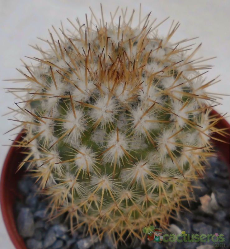 Una foto de Mammillaria columbiana ssp. yucatanensis