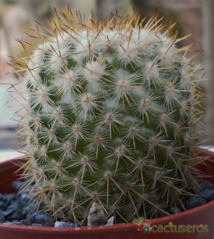Una foto de Mammillaria columbiana ssp. yucatanensis