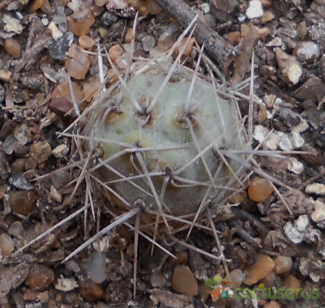 Una foto de Tephrocactus alexanderi