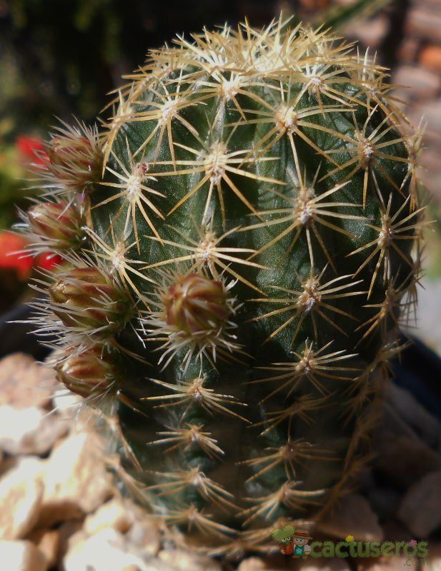 A photo of Echinocereus chloranthus
