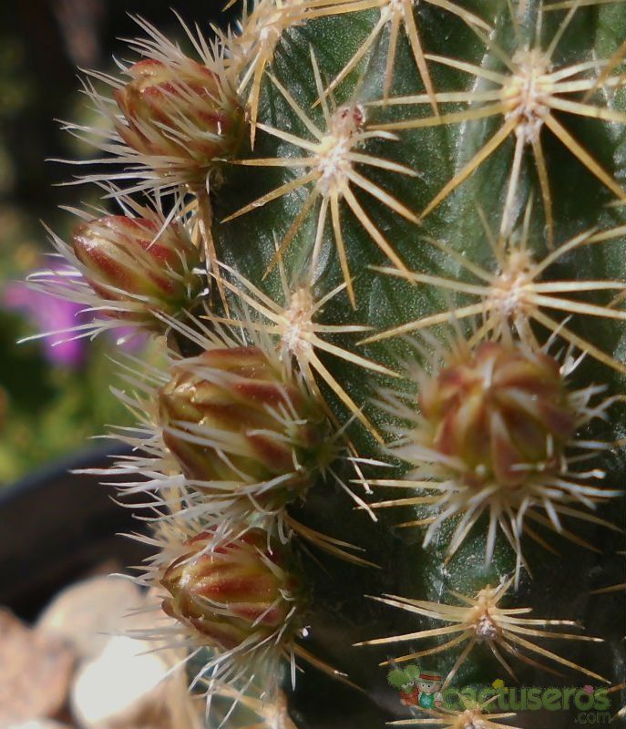 A photo of Echinocereus chloranthus