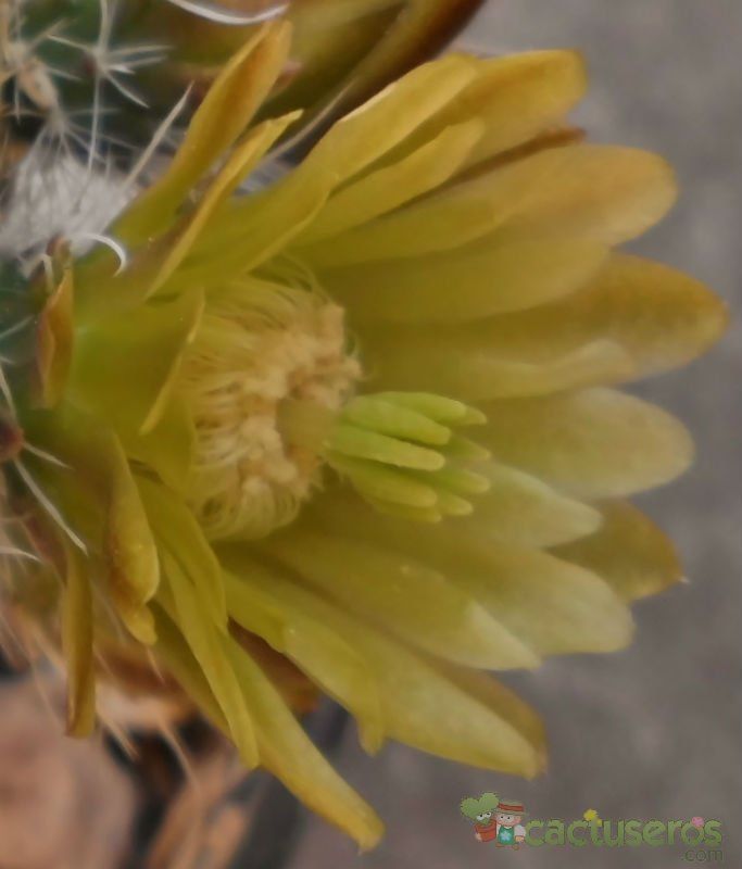 A photo of Echinocereus chloranthus