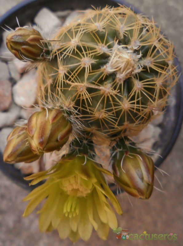 A photo of Echinocereus chloranthus