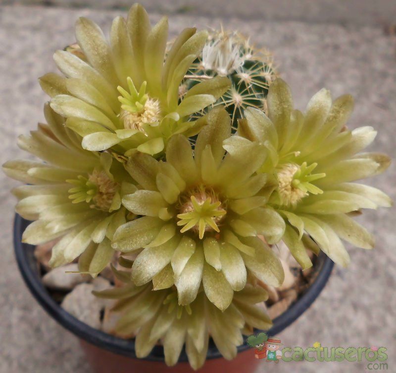 A photo of Echinocereus chloranthus
