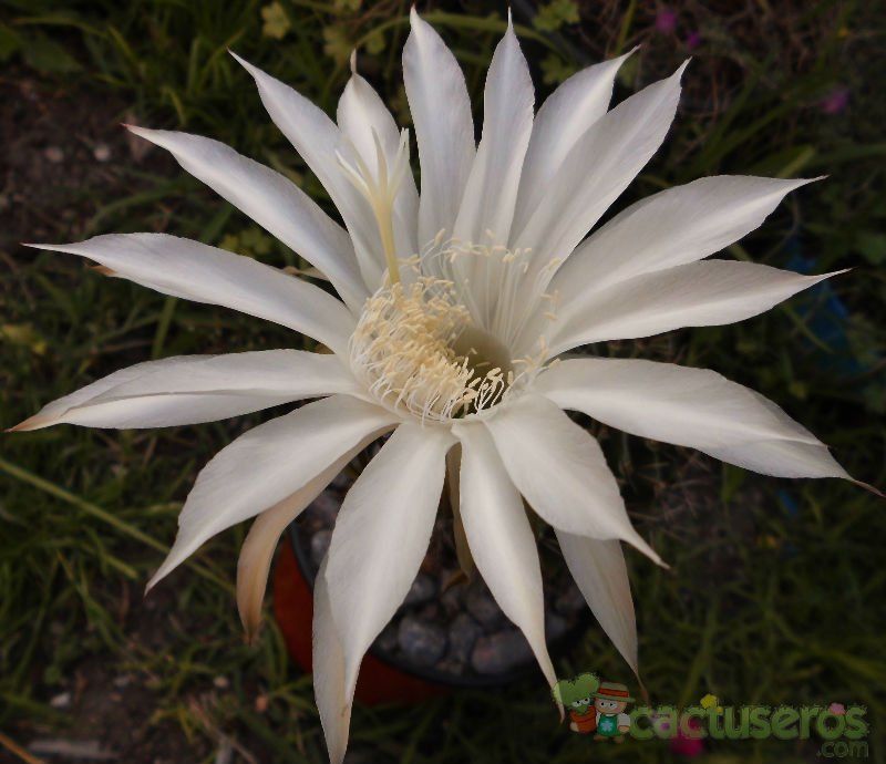 A photo of Echinopsis klingleriana