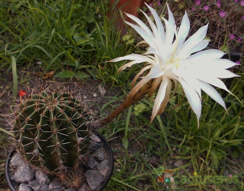 A photo of Echinopsis klingleriana
