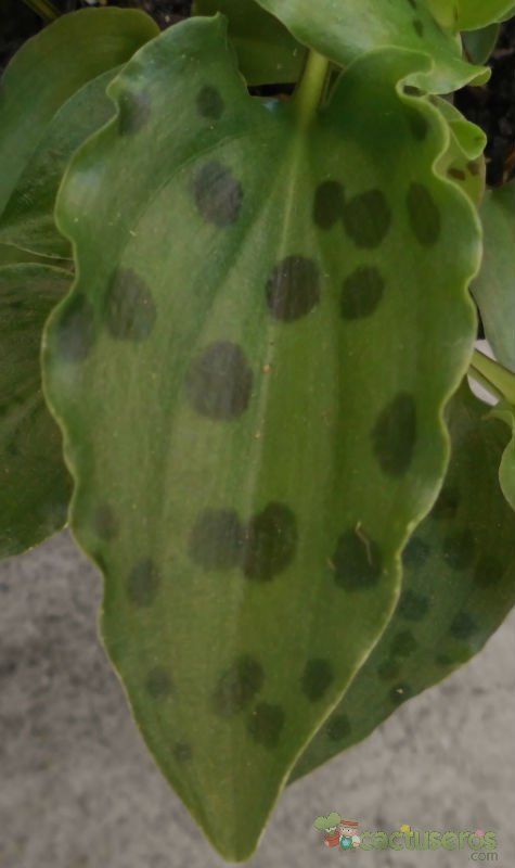 Una foto de Drimiopsis maculata  