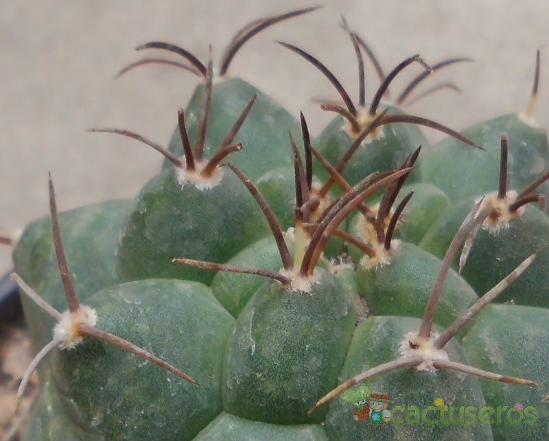 Una foto de Matucana paucicostata