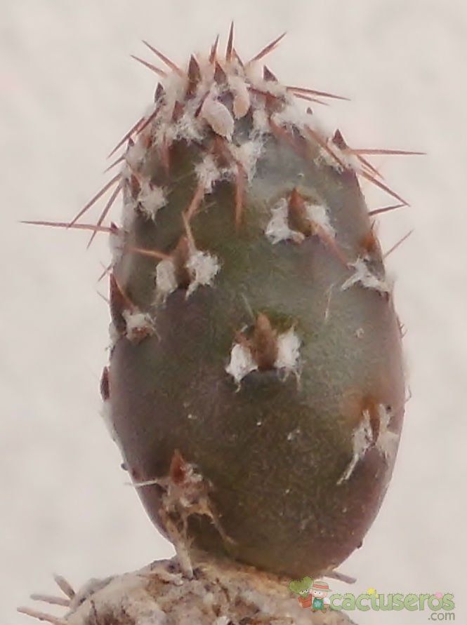Una foto de Maihueniopsis minuta