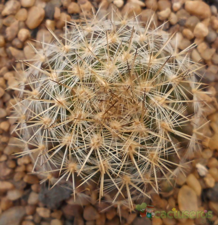 Una foto de Eriosyce chilensis