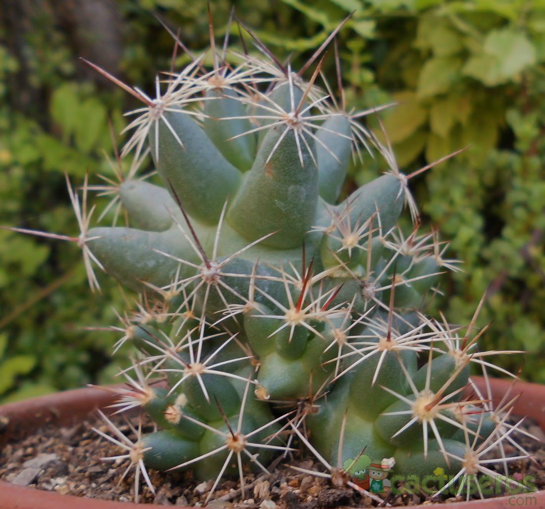 Una foto de Coryphantha macromeris subsp. runyonii
