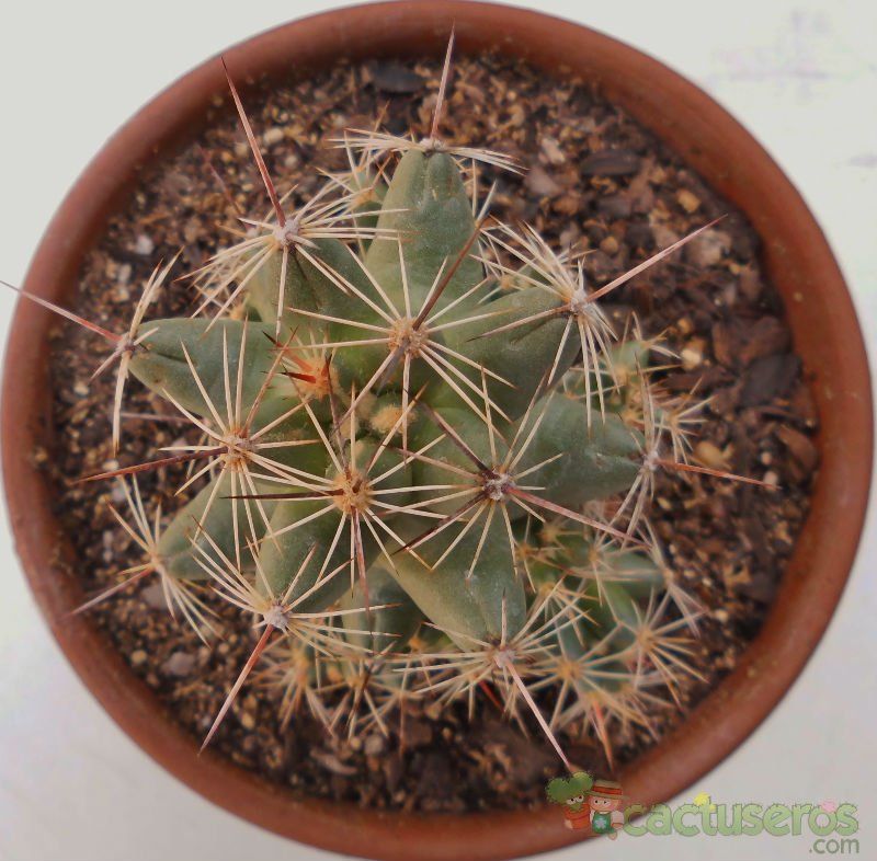 Una foto de Coryphantha macromeris subsp. runyonii