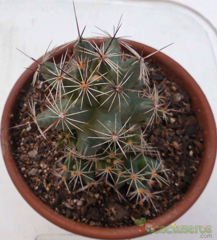 Una foto de Coryphantha macromeris subsp. runyonii