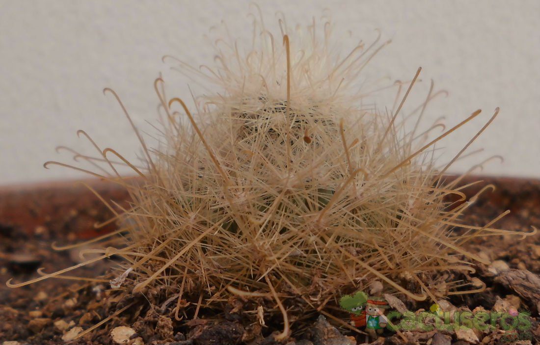 Una foto de Mammillaria senilis