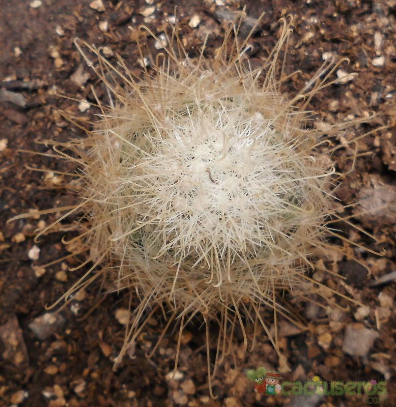 Una foto de Mammillaria senilis