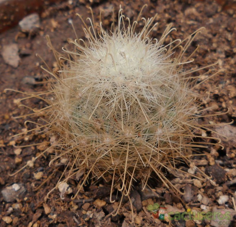 Una foto de Mammillaria senilis