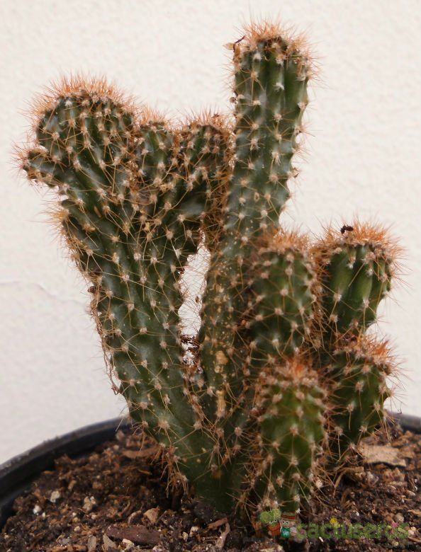 A photo of Cereus peruvianus fma. monstruosa