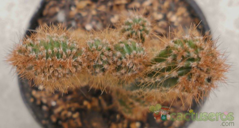 A photo of Cereus peruvianus fma. monstruosa