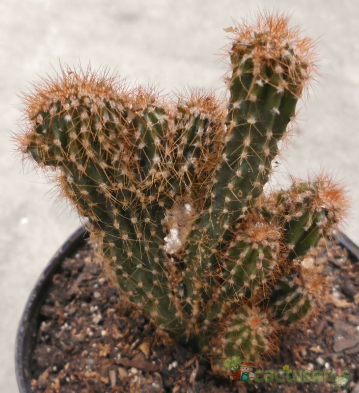A photo of Cereus peruvianus fma. monstruosa