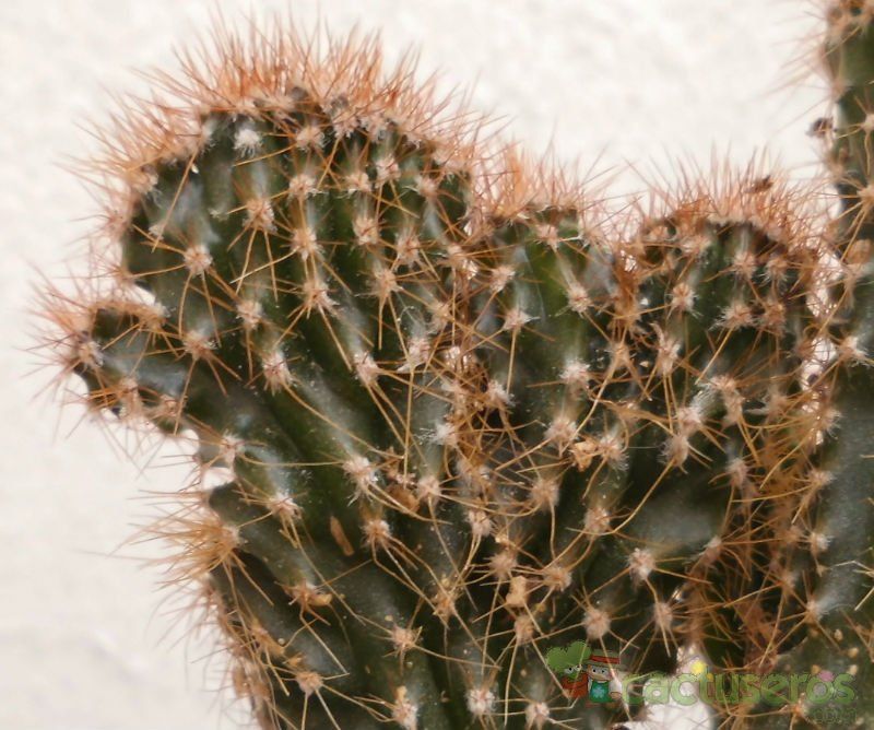 A photo of Cereus peruvianus fma. monstruosa