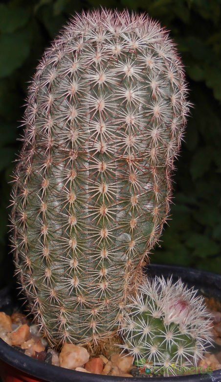 Una foto de Echinocereus viridiflorus