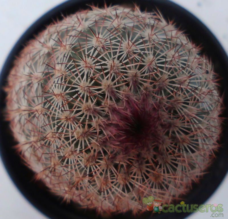 Una foto de Echinocereus viridiflorus