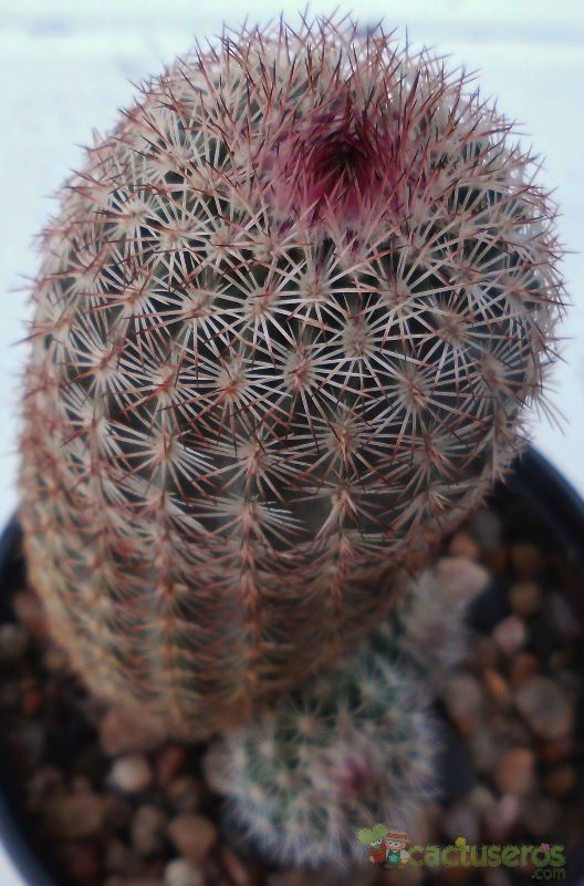Una foto de Echinocereus viridiflorus