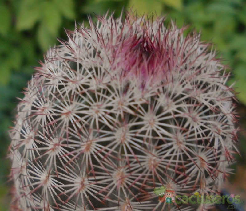 Una foto de Echinocereus viridiflorus