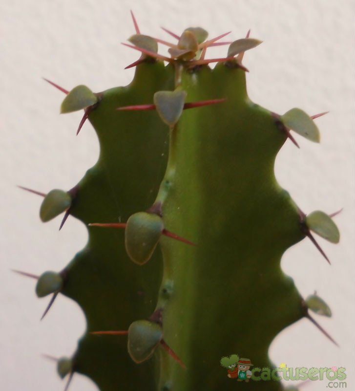 Una foto de Euphorbia deightonii 