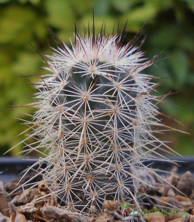 A photo of Echinocereus reichenbachii var. fitchii 
