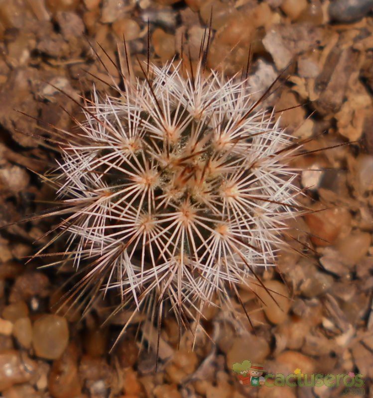 A photo of Echinocereus reichenbachii var. fitchii 
