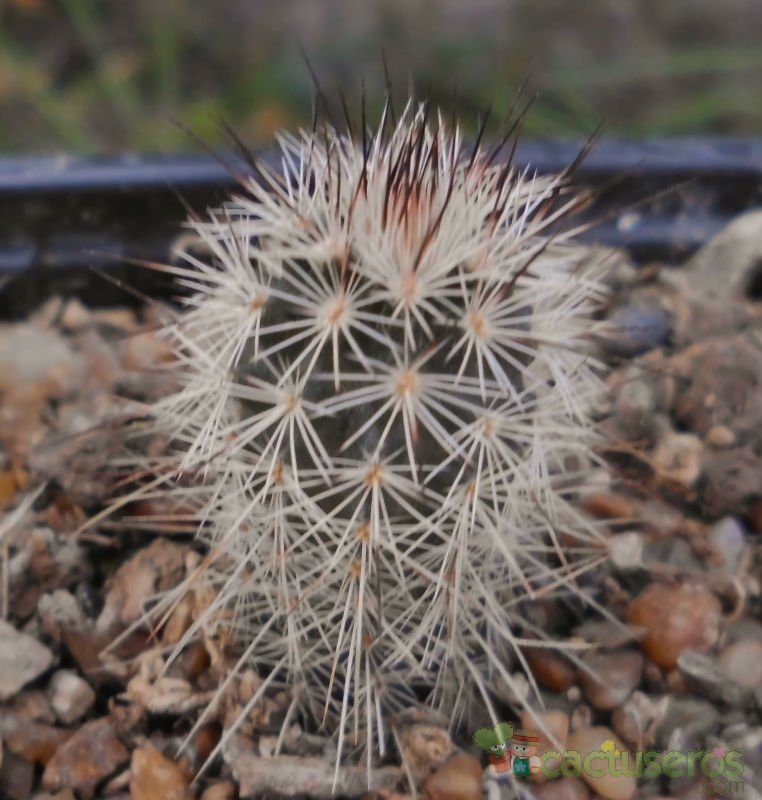 A photo of Echinocereus reichenbachii var. fitchii 