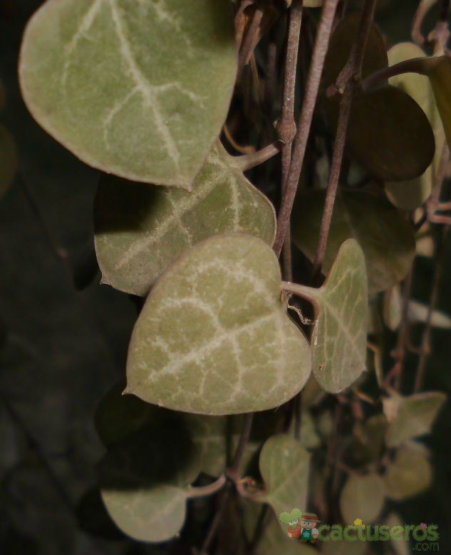 A photo of Ceropegia woodii