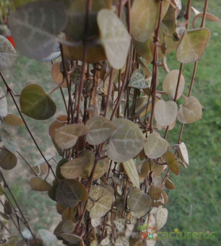 A photo of Ceropegia woodii