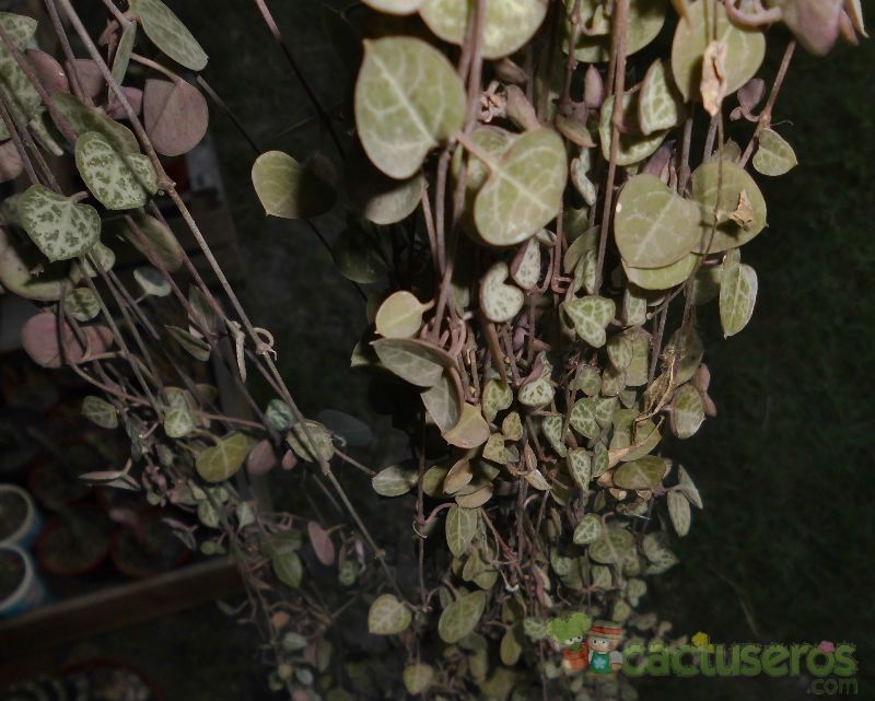 A photo of Ceropegia woodii