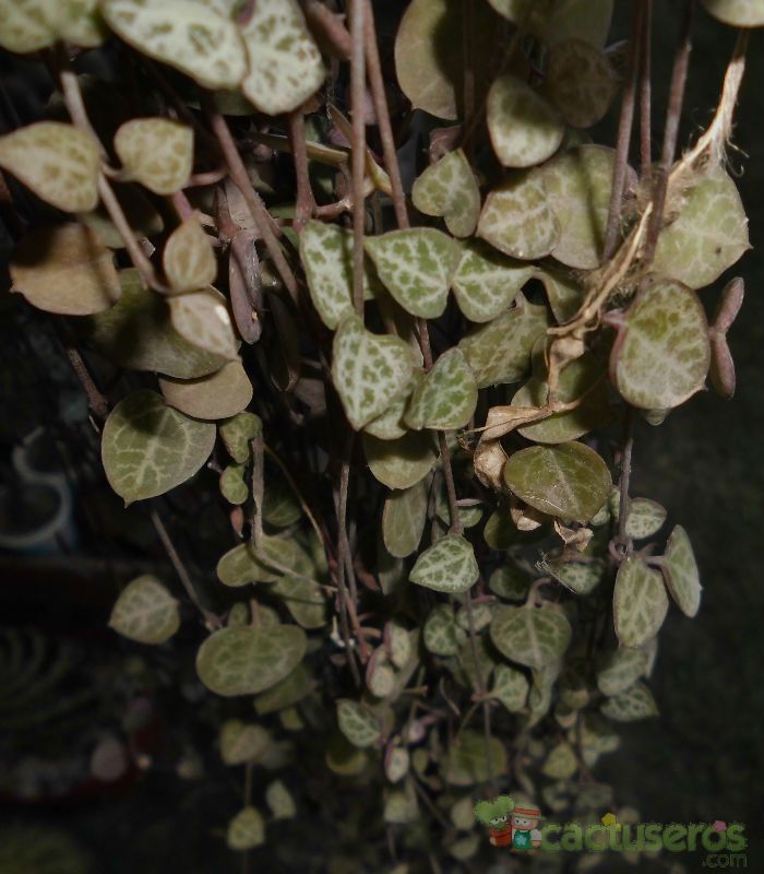 A photo of Ceropegia woodii