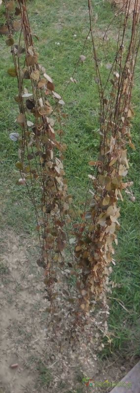 A photo of Ceropegia woodii