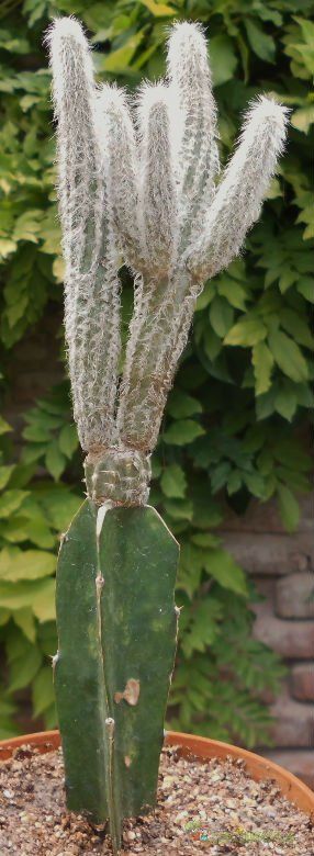Una foto de Echinocereus schmollii