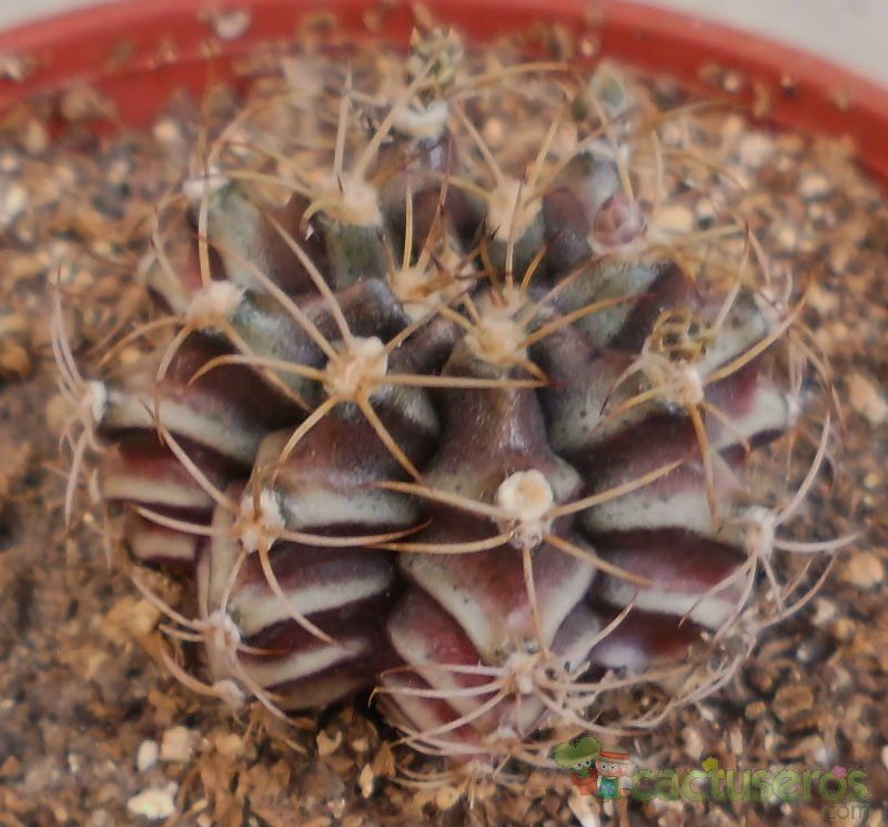 Una foto de Gymnocalycium anisitsii ssp. damsii