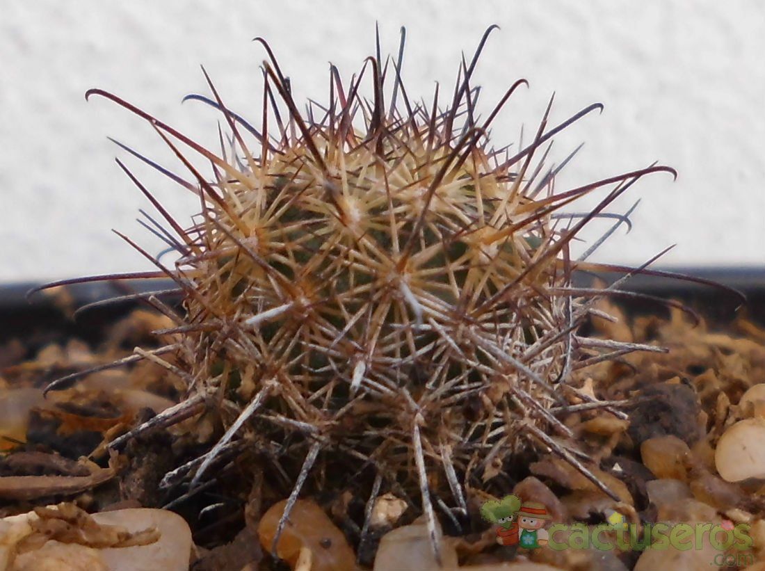 Una foto de Mammillaria blossfeldiana