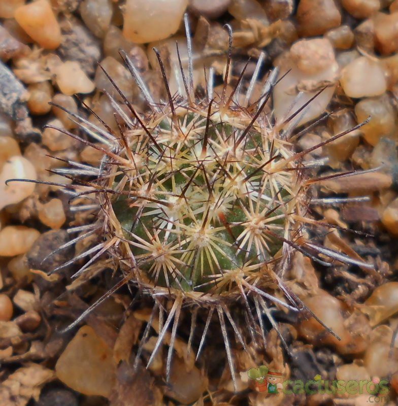 Una foto de Mammillaria blossfeldiana